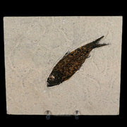 XL 4" Knightia Eocaena Fossil Fish Green River FM WY Eocene Age COA & Stand