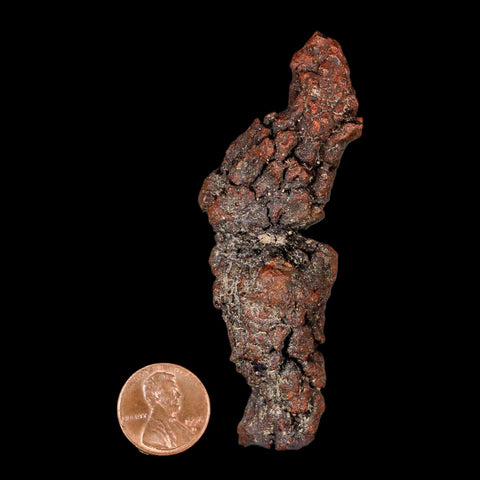 3.3" Prehistoric Coprolite Fossil Specimen Poop Dung Miocene Madagascar - Fossil Age Minerals