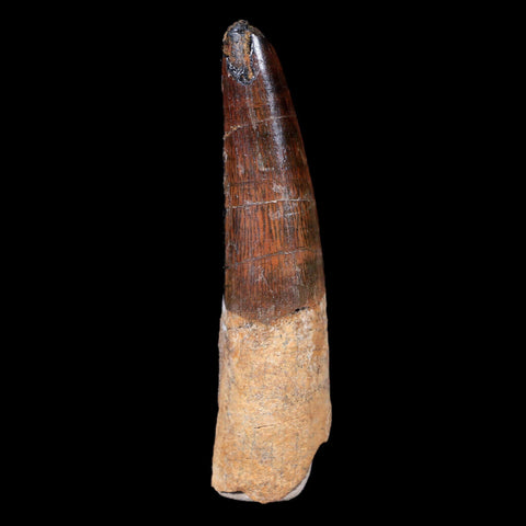 XL 3.3" Spinosaurus Fossil Tooth 100 Mil Yrs Old Cretaceous Dinosaur COA & Stand - Fossil Age Minerals