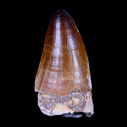 XL 2.6" Mosasaur Prognathodon Fossil Tooth Cretaceous Dinosaur Era COA & Stand