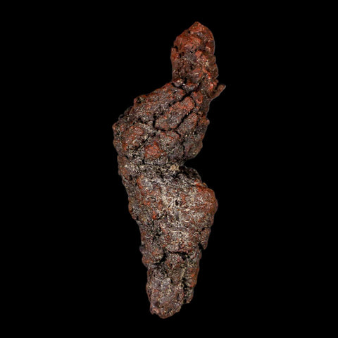 3.3" Prehistoric Coprolite Fossil Specimen Poop Dung Miocene Madagascar - Fossil Age Minerals