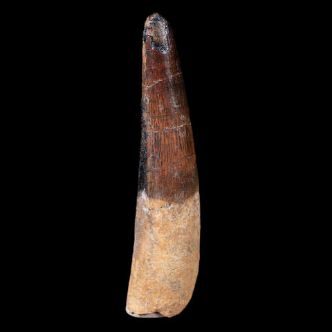 XL 3.3" Spinosaurus Fossil Tooth 100 Mil Yrs Old Cretaceous Dinosaur COA & Stand - Fossil Age Minerals