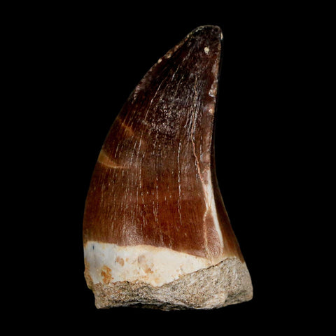 1.8" Mosasaur Prognathodon Fossil Tooth Cretaceous Dinosaur Era COA & Stand