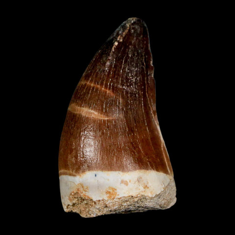 1.8" Mosasaur Prognathodon Fossil Tooth Cretaceous Dinosaur Era COA & Stand