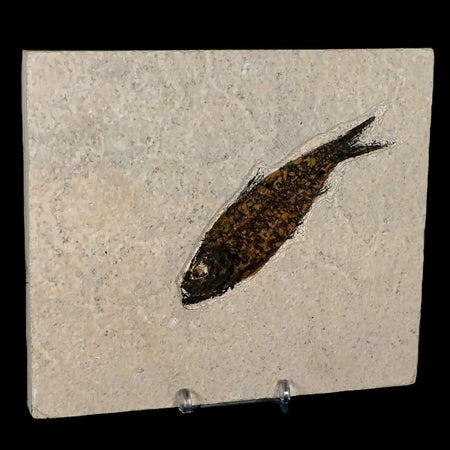 XL 4" Knightia Eocaena Fossil Fish Green River FM WY Eocene Age COA & Stand