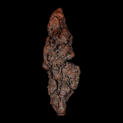 3.3" Prehistoric Coprolite Fossil Specimen Poop Dung Miocene Madagascar - Fossil Age Minerals