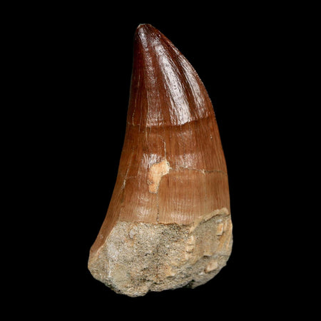 XL 2.2" Mosasaur Prognathodon Fossil Tooth Cretaceous Dinosaur Era COA, Stand