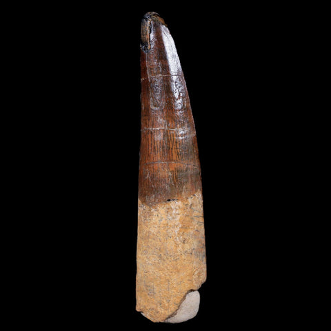XL 3.3" Spinosaurus Fossil Tooth 100 Mil Yrs Old Cretaceous Dinosaur COA & Stand - Fossil Age Minerals