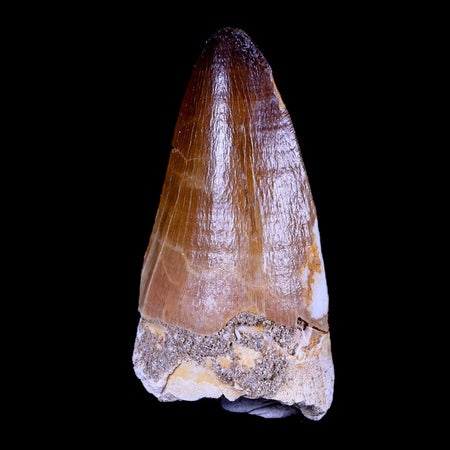 XL 2.6" Mosasaur Prognathodon Fossil Tooth Cretaceous Dinosaur Era COA & Stand