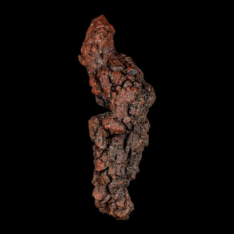 3.3" Prehistoric Coprolite Fossil Specimen Poop Dung Miocene Madagascar - Fossil Age Minerals