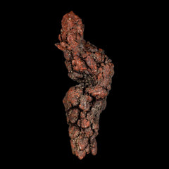 Coprolite Fossils