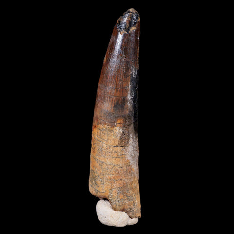 XL 3.3" Spinosaurus Fossil Tooth 100 Mil Yrs Old Cretaceous Dinosaur COA & Stand - Fossil Age Minerals