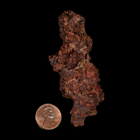 3.2" Prehistoric Coprolite Fossil Specimen Poop Dung Miocene Madagascar - Fossil Age Minerals