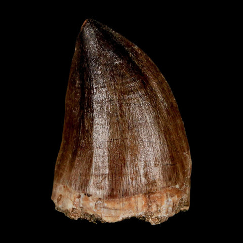 1.8" Mosasaur Prognathodon Fossil Tooth Cretaceous Dinosaur Era COA & Stand