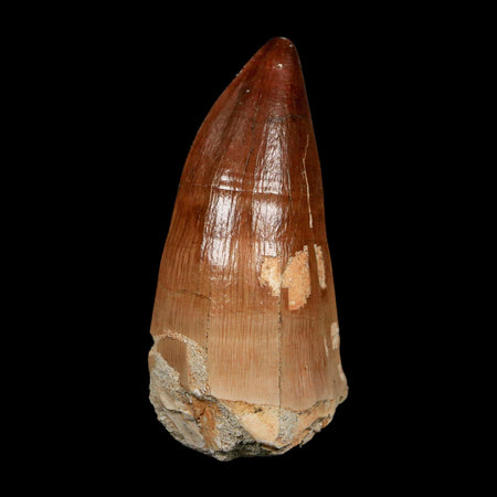 XL 2.2" Mosasaur Prognathodon Fossil Tooth Cretaceous Dinosaur Era COA, Stand