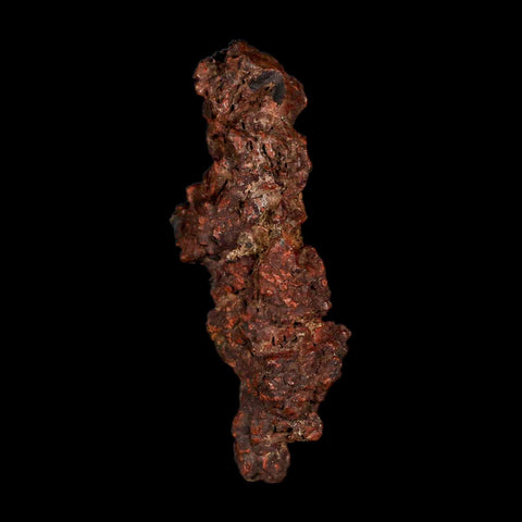 3.2" Prehistoric Coprolite Fossil Specimen Poop Dung Miocene Madagascar - Fossil Age Minerals