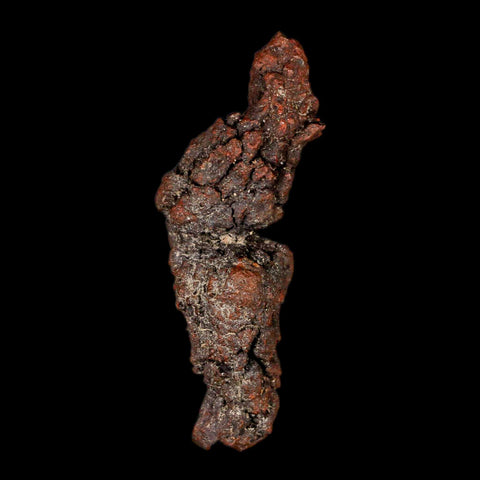 3.3" Prehistoric Coprolite Fossil Specimen Poop Dung Miocene Madagascar - Fossil Age Minerals