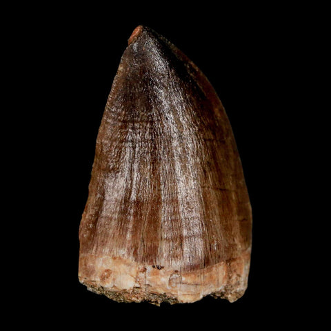 1.8" Mosasaur Prognathodon Fossil Tooth Cretaceous Dinosaur Era COA & Stand