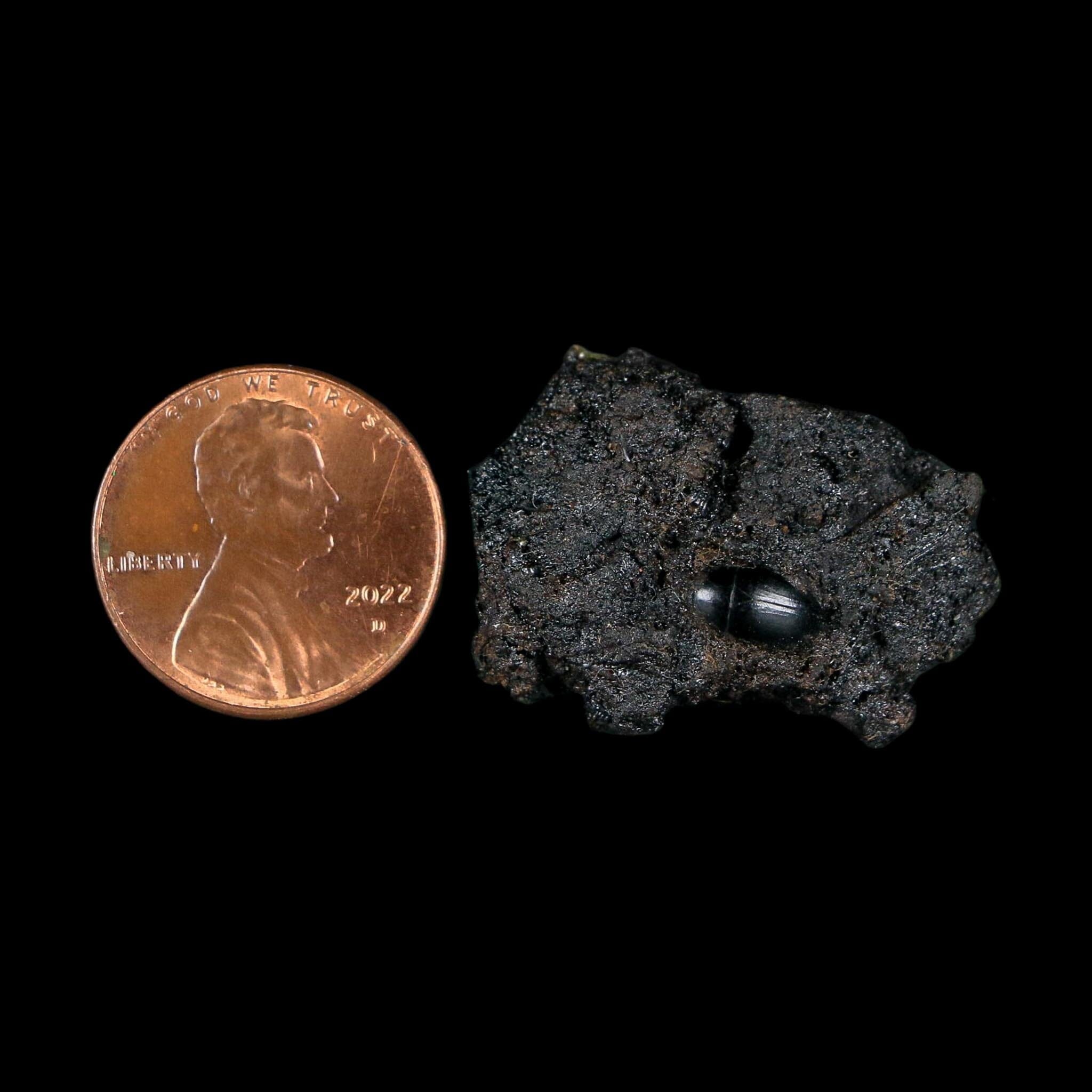 0.3" Fossil Tropisternus Sp Beetle Encapsulated In Solidified Tar Pleistocene Age