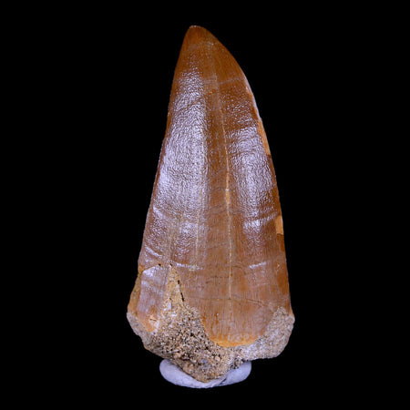 XL 2.7" Tylosaurus Mosasaur Fossil Tooth Cretaceous Dinosaur Era COA, Stand