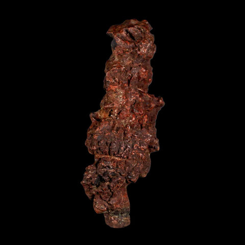 3.2" Prehistoric Coprolite Fossil Specimen Poop Dung Miocene Madagascar - Fossil Age Minerals