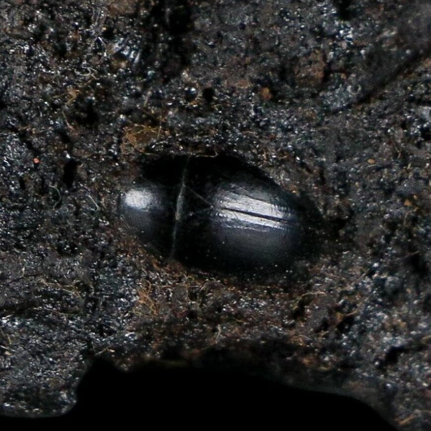 0.3" Fossil Tropisternus Sp Beetle Encapsulated In Solidified Tar Pleistocene Age