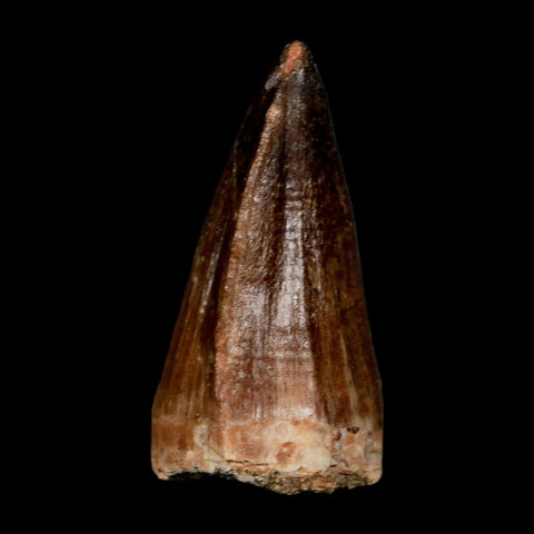 1.8" Mosasaur Prognathodon Fossil Tooth Cretaceous Dinosaur Era COA & Stand