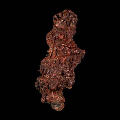 3.2" Prehistoric Coprolite Fossil Specimen Poop Dung Miocene Madagascar - Fossil Age Minerals