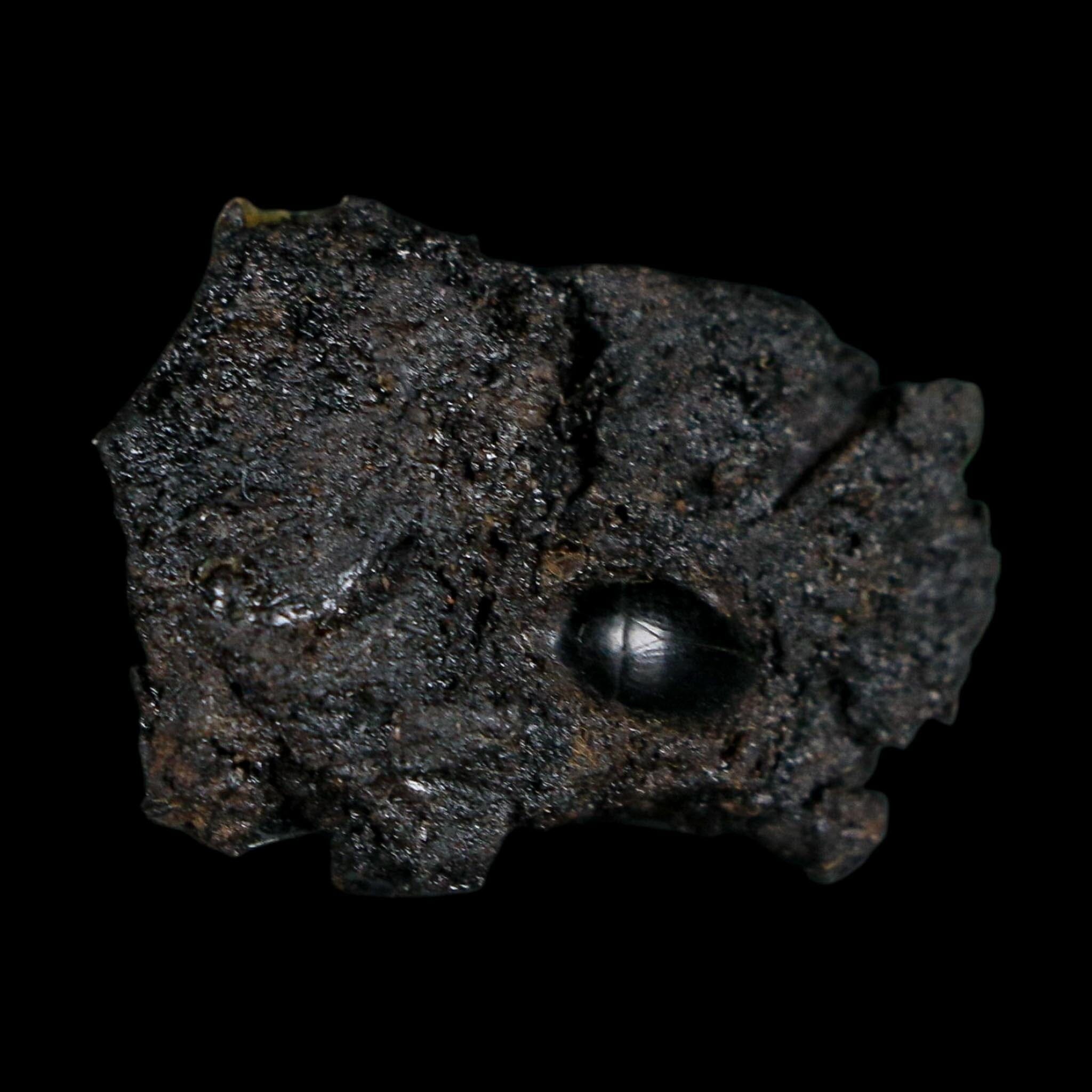 0.3" Fossil Tropisternus Sp Beetle Encapsulated In Solidified Tar Pleistocene Age
