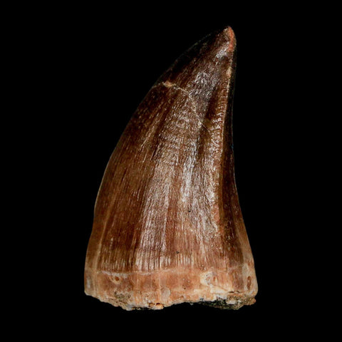 1.8" Mosasaur Prognathodon Fossil Tooth Cretaceous Dinosaur Era COA & Stand