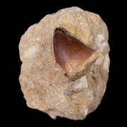 1.4" Mosasaur Prognathodon Fossil Tooth In Matrix Cretaceous Dinosaur Era COA