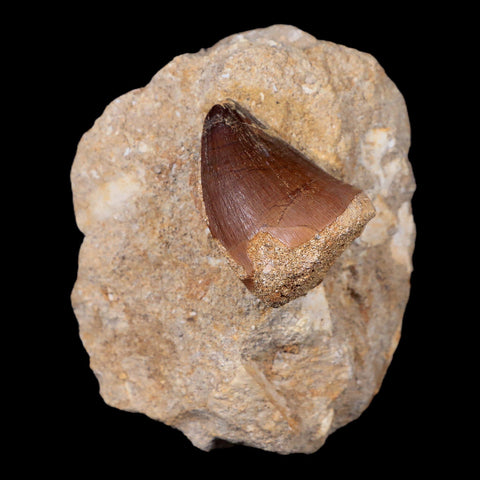 1.4" Mosasaur Prognathodon Fossil Tooth In Matrix Cretaceous Dinosaur Era COA - Fossil Age Minerals
