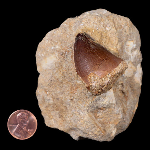 1.4" Mosasaur Prognathodon Fossil Tooth In Matrix Cretaceous Dinosaur Era COA - Fossil Age Minerals