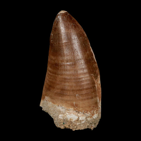 XXL 2.6" Tylosaurus Mosasaur Fossil Tooth Cretaceous Dinosaur Era COA, Stand