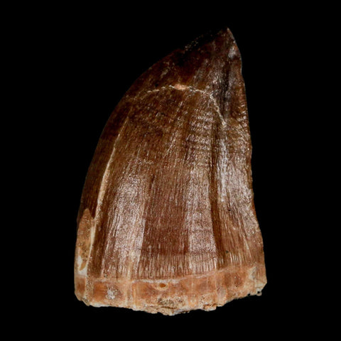 1.8" Mosasaur Prognathodon Fossil Tooth Cretaceous Dinosaur Era COA & Stand