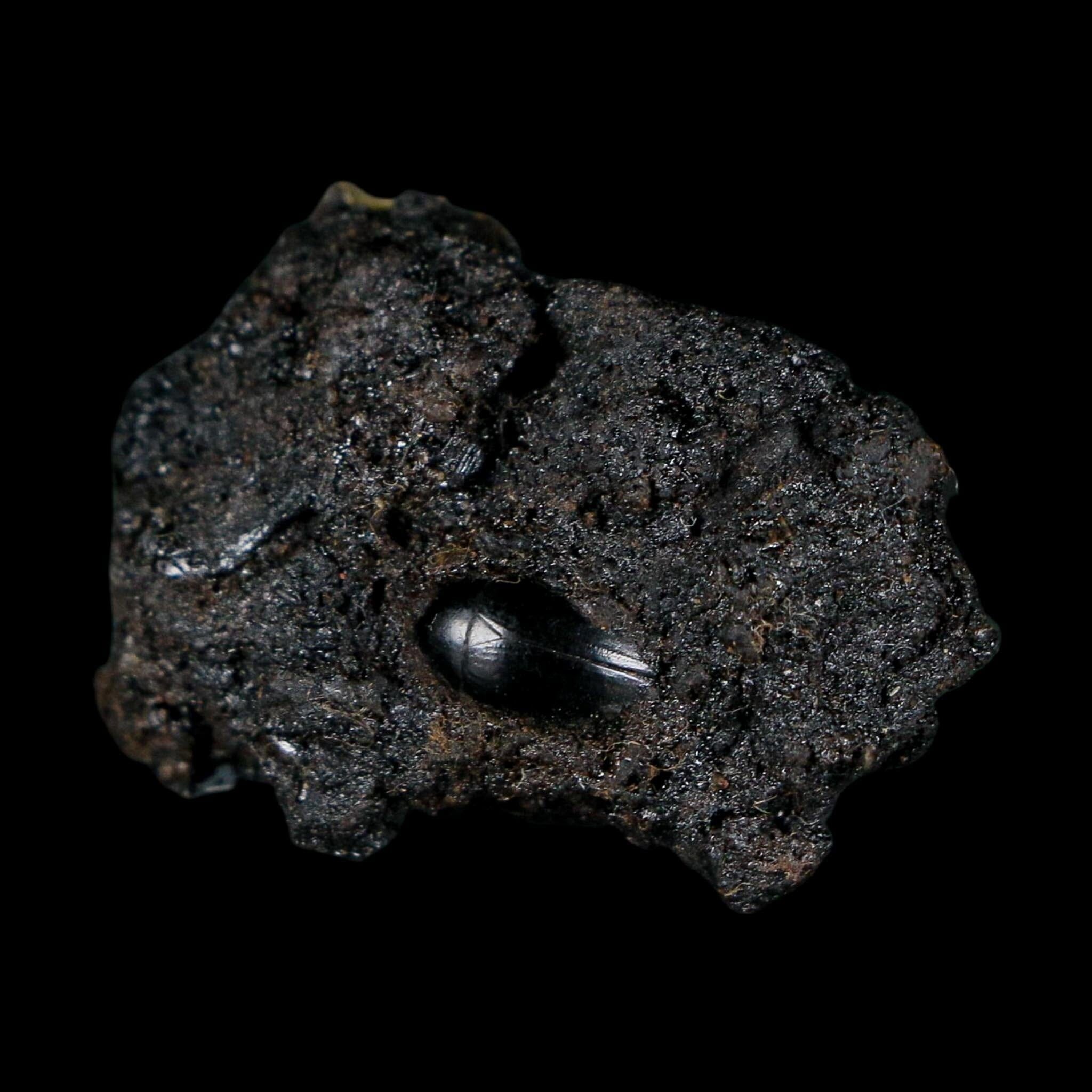 0.3" Fossil Tropisternus Sp Beetle Encapsulated In Solidified Tar Pleistocene Age