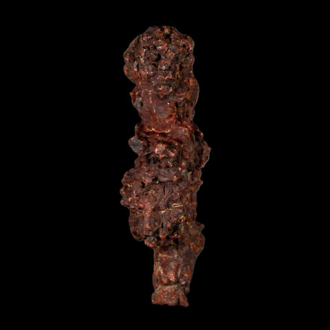 3.2" Prehistoric Coprolite Fossil Specimen Poop Dung Miocene Madagascar - Fossil Age Minerals