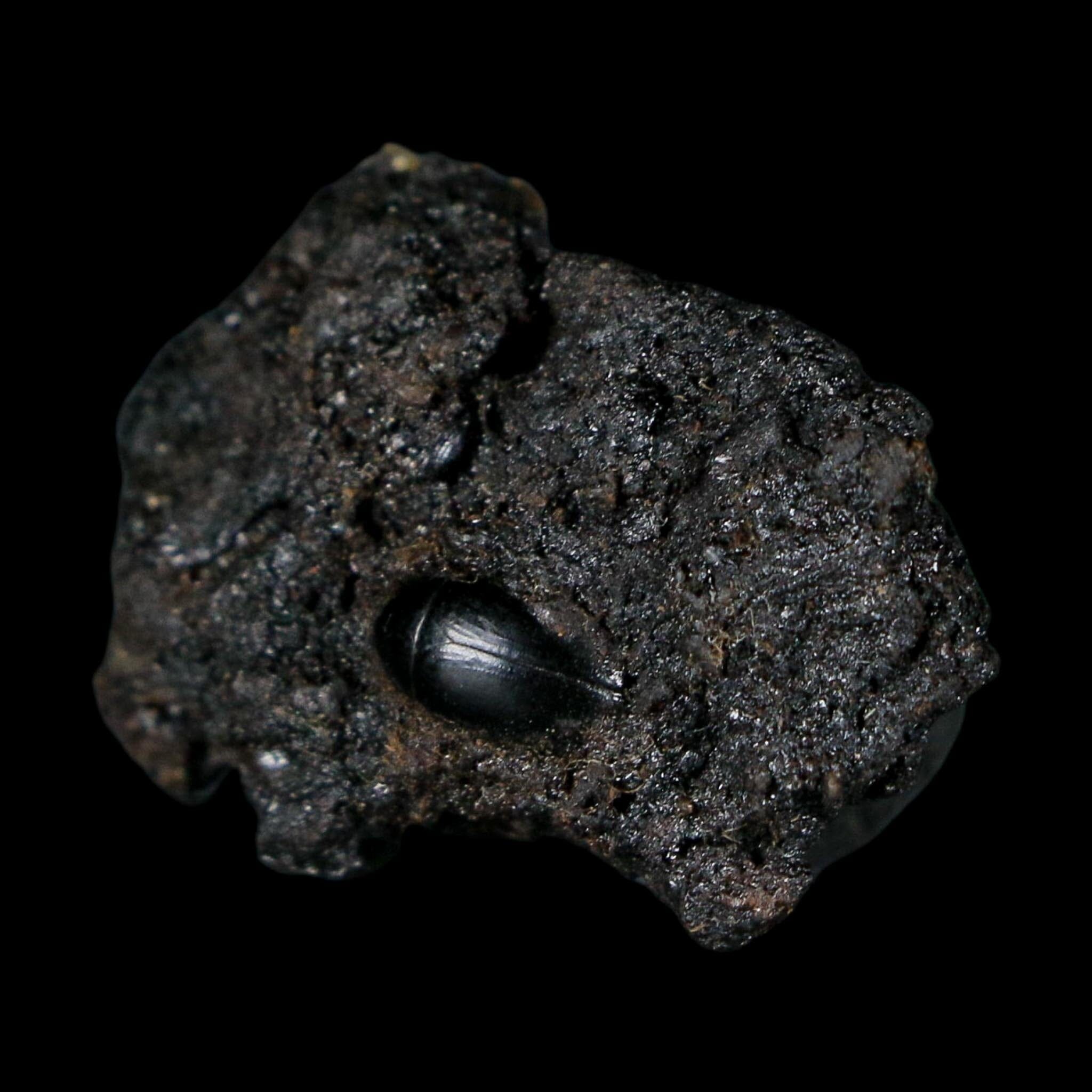 0.3" Fossil Tropisternus Sp Beetle Encapsulated In Solidified Tar Pleistocene Age