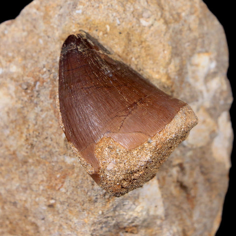 1.4" Mosasaur Prognathodon Fossil Tooth In Matrix Cretaceous Dinosaur Era COA - Fossil Age Minerals