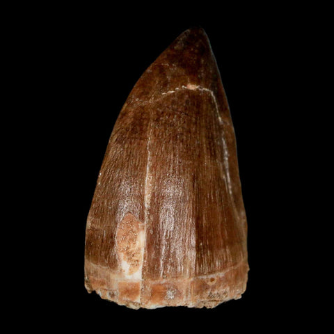 1.8" Mosasaur Prognathodon Fossil Tooth Cretaceous Dinosaur Era COA & Stand