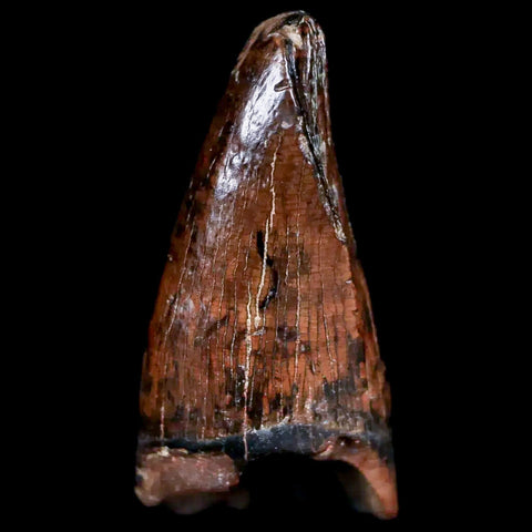 0.8" Tyrannosaur Fossil Premax Tooth Cretaceous Dinosaur Judith River FM MT COA - Fossil Age Minerals