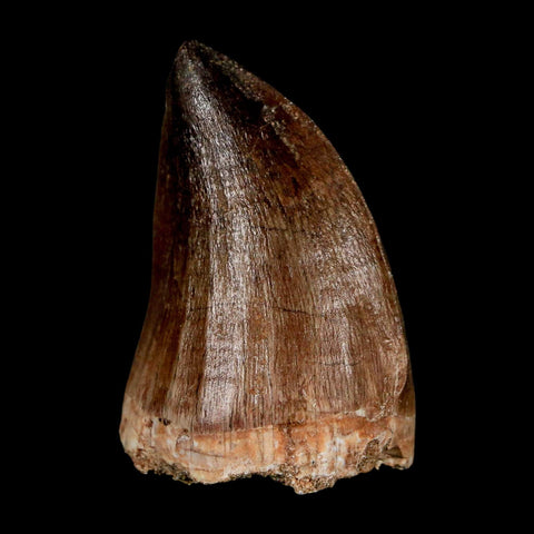 1.8" Mosasaur Prognathodon Fossil Tooth Cretaceous Dinosaur Era COA & Stand