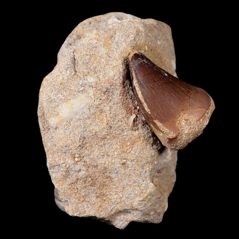 1.4" Mosasaur Prognathodon Fossil Tooth In Matrix Cretaceous Dinosaur Era COA - Fossil Age Minerals
