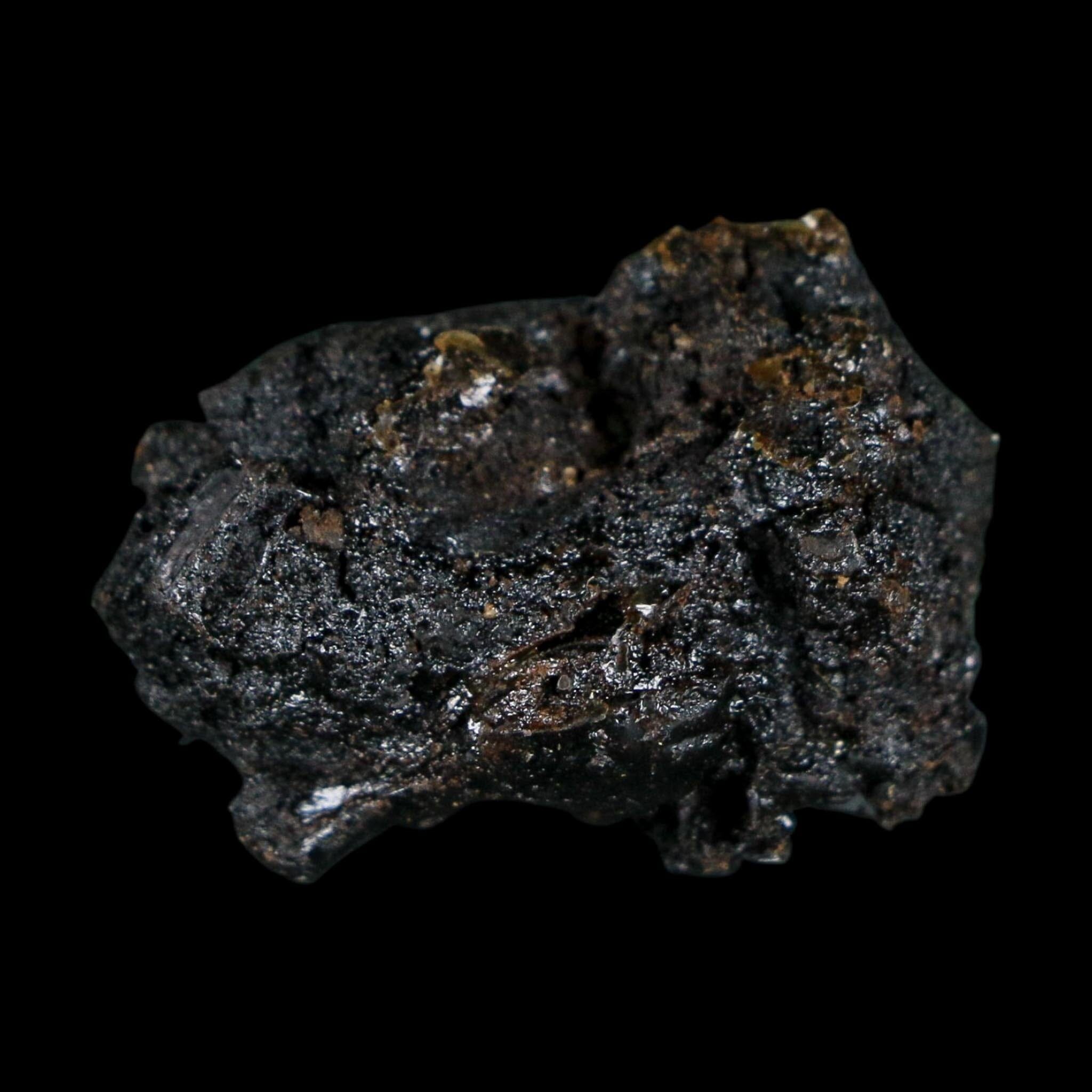 0.3" Fossil Tropisternus Sp Beetle Encapsulated In Solidified Tar Pleistocene Age
