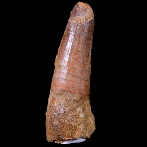1.9" Spinosaurus Fossil Tooth 100 Mil Yrs Old Cretaceous Dinosaur COA & Stand - Fossil Age Minerals