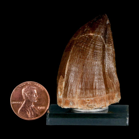 1.8" Mosasaur Prognathodon Fossil Tooth Cretaceous Dinosaur Era COA & Stand