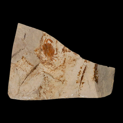 0.8" Fossil Crab Pinnixa Galliheri Pea Crab Monterey Cty San Luis Obispo Miocene Epoch - Fossil Age Minerals