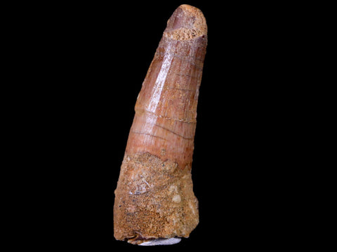 1.9" Spinosaurus Fossil Tooth 100 Mil Yrs Old Cretaceous Dinosaur COA & Stand - Fossil Age Minerals