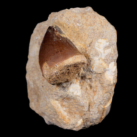 1.4" Mosasaur Prognathodon Fossil Tooth In Matrix Cretaceous Dinosaur Era COA - Fossil Age Minerals