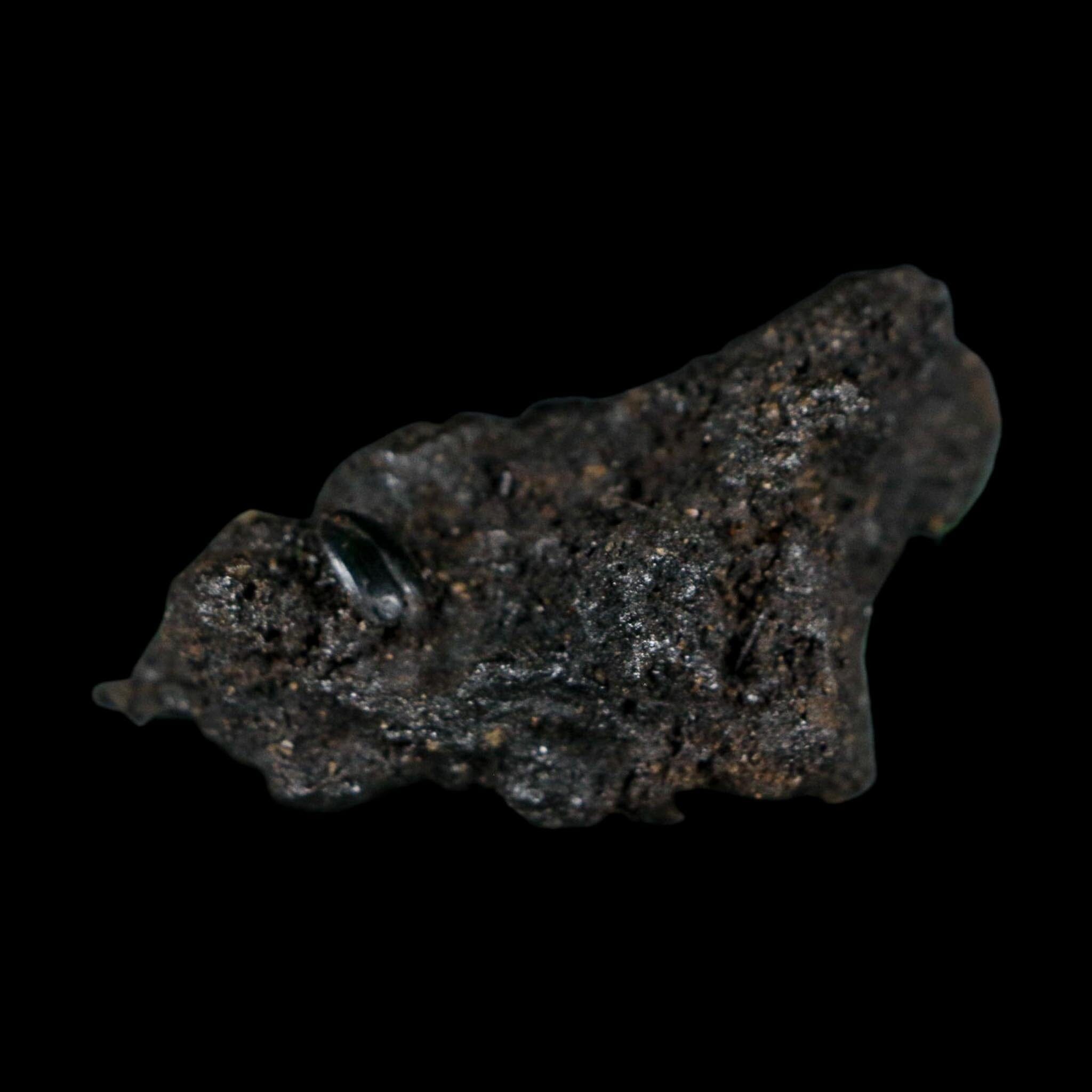 0.3" Fossil Tropisternus Sp Beetle Encapsulated In Solidified Tar Pleistocene Age